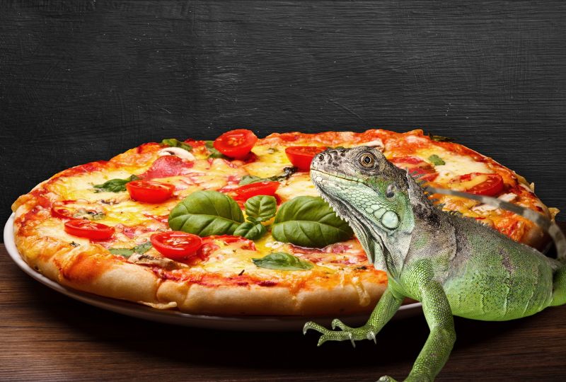Iguana meat features on pizzas and tacos after Florida cold snap